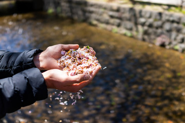 Wall Mural - Kyoto, Japan with man holding cherry blossom sakura petals in hands by Takase river canal water on sunny spring day