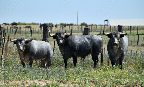 Fotografía toro español en una ganaderia