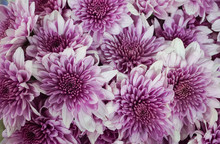 Group Pink Mums Or Purple Mums Flowers Is Blooming In Bouquet At Flower Market,blurred Background.
