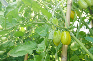 Wall Mural - Fresh ripe green tomatoes and yellow tomatoes  organic vegetable hanging on the vine of tomato tree for cooking or tomato juice high fiber,healthy food.Baby tomato