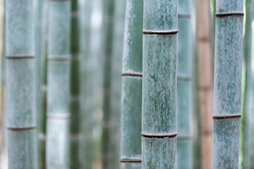 Wall Mural - Kyoto, Japan Sagano Arashiyama bamboo forest park in spring day with closeup pattern of stem grove