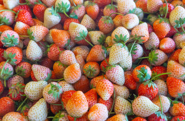 Fresh white and red strawberries ripe fruits from farm at fruit market colorful background, close up, macro,delicious strawberry sour and sweet high fiber and high vitamin c,antioxidant,healthy fruit