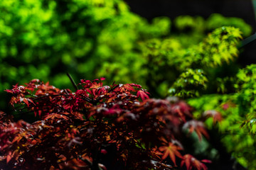 Wall Mural - Kyoto, Japan with illuminated red and green maple tree leaves at night in city downtown and closeup of foliage and green bokeh background