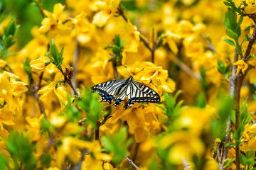 Wall Mural - nara, japan garden during spring with closeup of yellow forsythia flowers and swallowtail butterfly