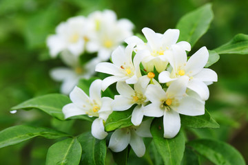 close up of beautiful orange jasmine flower