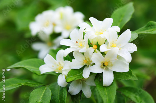 Fotografía close up of beautiful orange jasmine flower