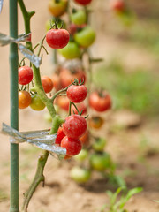 Wall Mural - Ripening tomatoes in the greenhouse