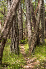Fototapeta narrow trail run through forest with some tall trees with straight and rough trunks 
