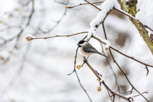 Closeup Of One Black-capped Or Carolina Chickadee Bird Sitting Perched On Tree Branch During Winter Snow In Virginia With Flower Buds In Spring
