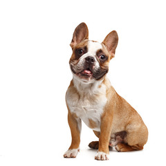 young french bulldog sitting on a white background.