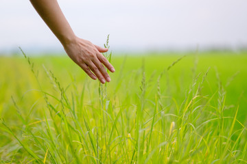 Wall Mural - Closeup image of a woman's hand touching rice in a field