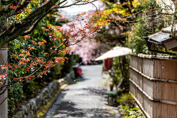 Wall Mural - Kyoto residential neighborhood in spring with cherry blossom flower petals falling in April in Japan by traditional narrow alley street