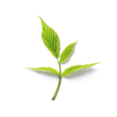 Green leaf. Isolated on a white.