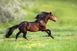 Fototapeta Konie - Horse with long mane run gallop