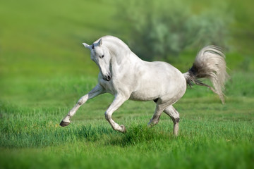 Wall Mural - white horse run gallop on green meadow