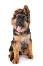 German Shepherd Puppy Dog Free Stock Photo - Public Domain Pictures