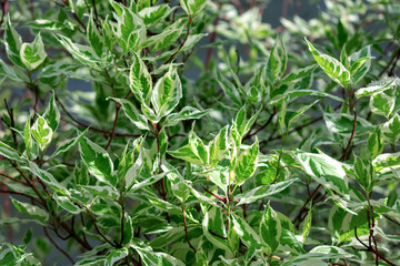 Naklejka na meble Ornamental shrub Derain White Elegantissima or Cornus alba.