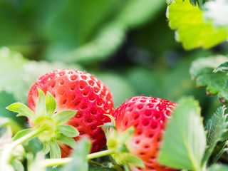 Fresh organic strawberries organic from natural farms, safe from toxins