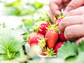 Fresh organic strawberries organic from natural farms, safe from toxins