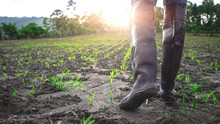 Farmer In Rubber Boots Walking In The Cornfield At Sunset. Agricultural Concept.