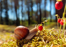 Big Snail In The Sink Crawling To Strawberries, Summer Day In The Woods.