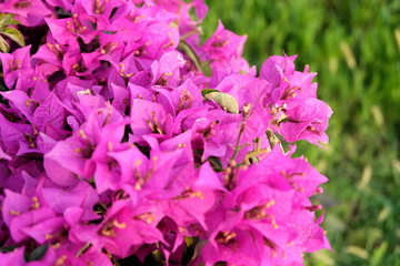 Blooming pink and red flowers oleander or nerium in the garden on a background of bright fresh greenery . Selective focus. Copy space. Blooming spring, exotic summer, Sunny day concept.