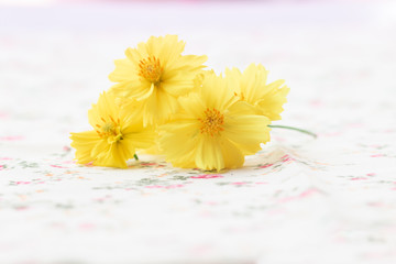 Yellow cosmos flower on vintage antimacassar background spring concept natural season