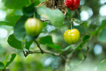 Wall Mural - Fresh Barbados green cherry on tree