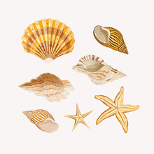 Set Of Seashells. Golden Shells And Starfishes On A Light Background. Vector Illustration