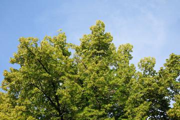 Wall Mural - blooming linden blossoms on a tree