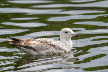 Wall Mural - Side view of European herring gull (Larus argentatus).