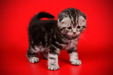 Fototapeta Koty - Scottish fold shorthair cat on colored backgrounds