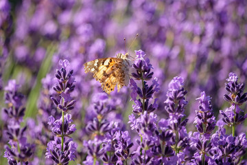 Wall Mural - Butterfly on a lavender blossom