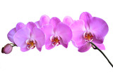 Fototapeta Storczyk - pink orchid flowers close up on white background