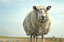 Lustig Lachendes Schaf 