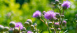 Flowers of burdock on a green background - panoramic cover, banner