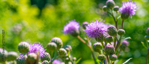 Cuadros en Lienzo Flowers of burdock on a green background - panoramic cover, banner