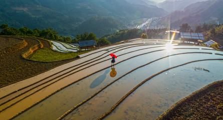 Rice Field in Vietnam