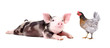 Funny little pig and chicken together isolated on white background