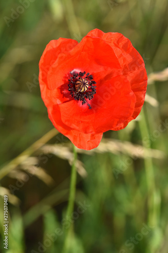 Coquelicot Fleur Rouge Vegetal Nature Champs Buy This