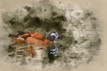 Digital Watercolor Painting Of Beautiful Duck On Lake