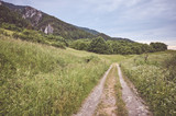 Fototapeta Londyn - Path in Mala Fatra National Park on a cloudy day, color toning applied, Slovakia.