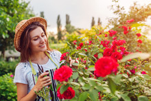 Young Woman Gathering Flowers In Garden. Girl Smelling And Cutting Roses Off. Gardening Concept
