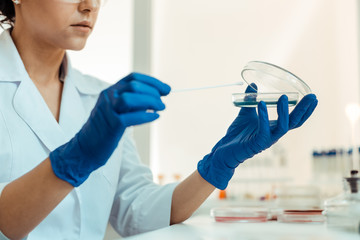 Wall Mural - selective focus of a test sample being in petri dish