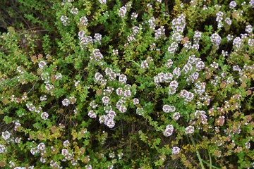 Poster - Golden lemon thyme is a refreshing scented herb like lemon , which is used for cooking  and herbal teas.