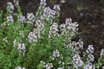 Poster - Golden lemon thyme is a refreshing scented herb like lemon , which is used for cooking  and herbal teas.