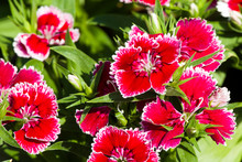 Picture, Dianthus Flower Red White,colourful Beautiful In Garden