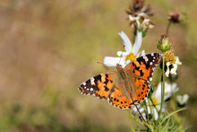 Painted Lady Butterfly (vanessa Cardui), Wings Opened, Feeding On Flower