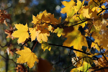 Leaves of Norway Maple or Acer platanoides in autumn against sunlight with bokeh background. Autumn colorful leaves with details. Sunny autumn maple