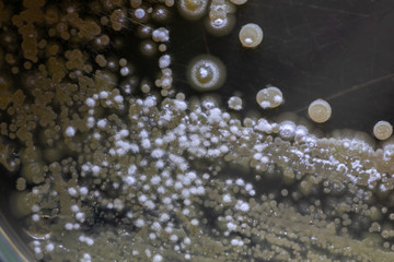 Wall Mural - Backgrounds of Characteristics and Different shaped Colony of Bacteria and Mold growing on agar plates from Soil samples for education in Microbiology laboratory.